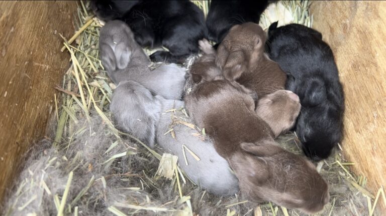 Discover a day in the life of a Rabbit Breeder