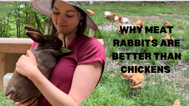 Why Meat Rabbits are Better than Chickens for Meat