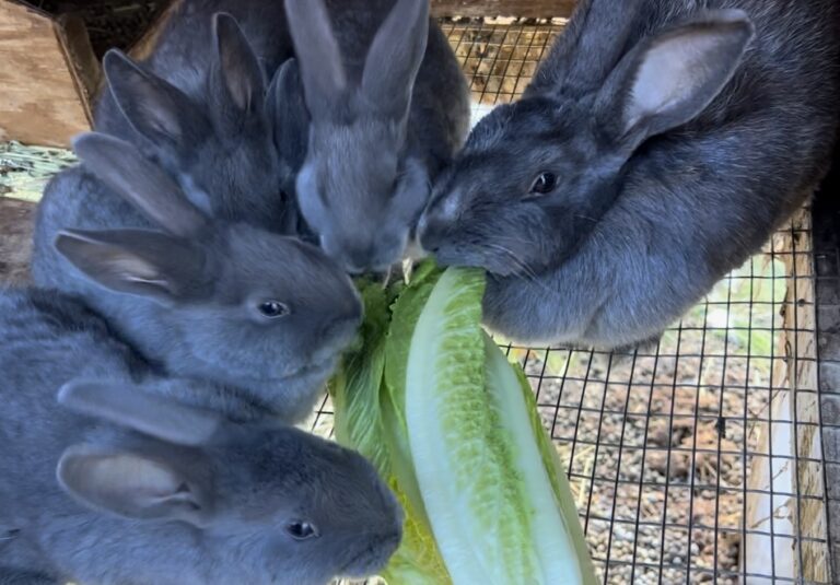 Silver Fox meat rabbits eating romaine lettuce