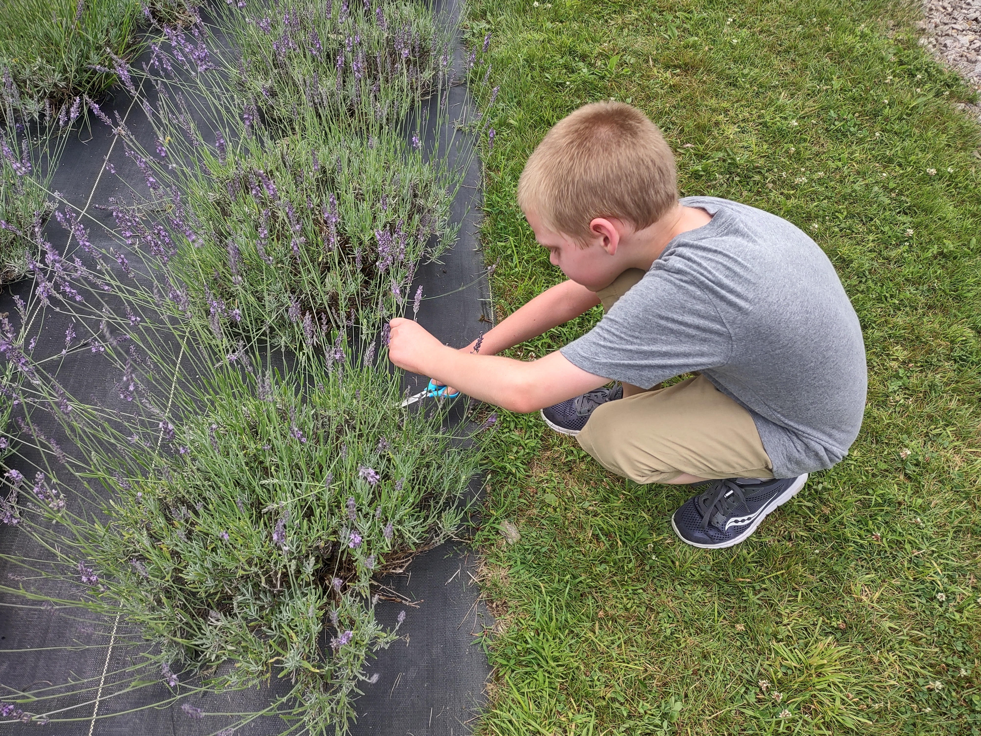 lavender benefits