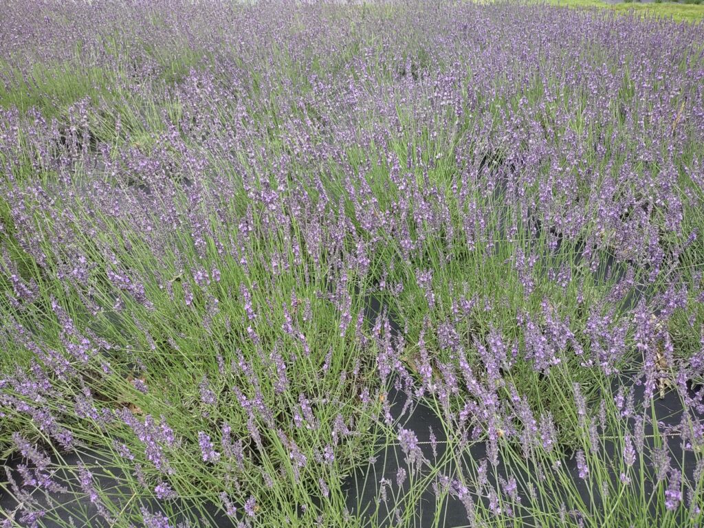 lavender benefits field of lavender