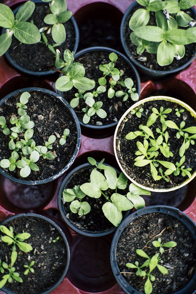 Green Plant on Brown Plastic Pot