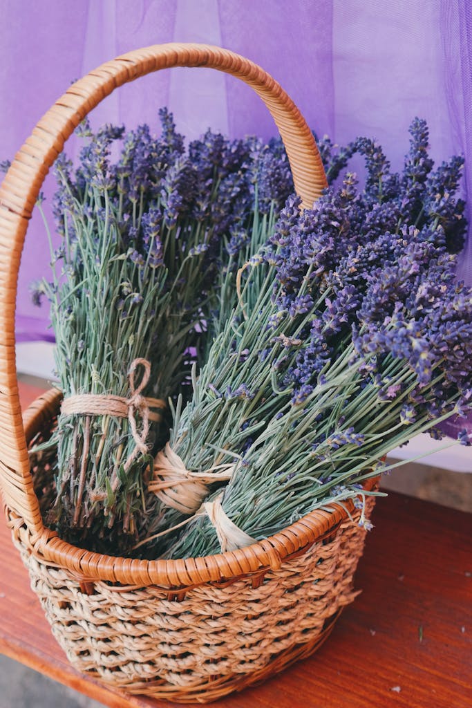 Lavender Flowers in Woven Basket lavender benefits