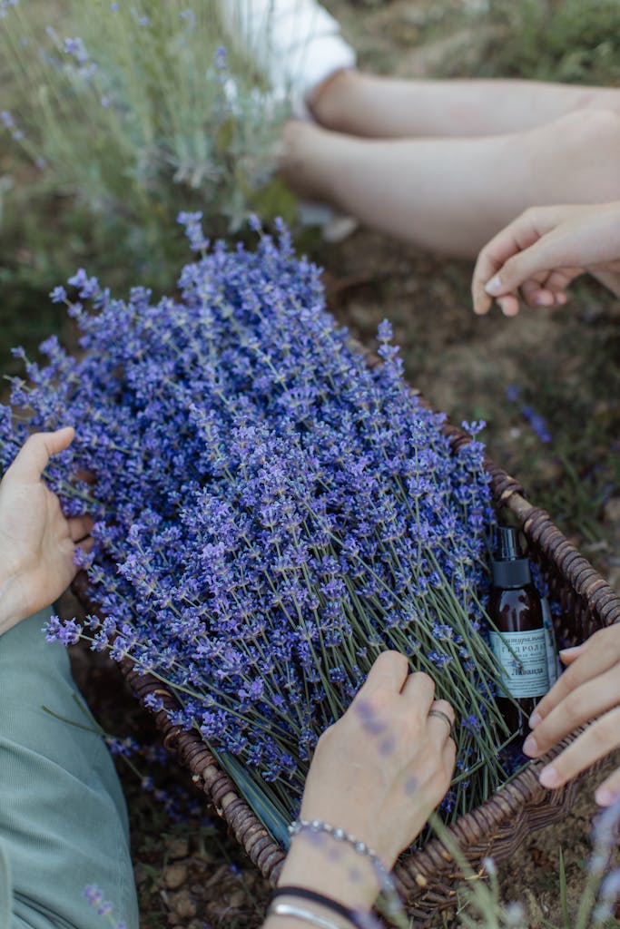 Lavender and benefits in a Basket