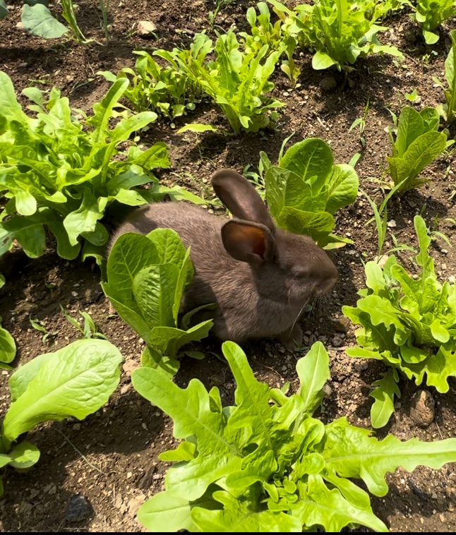 meat rabbits eating lettuce